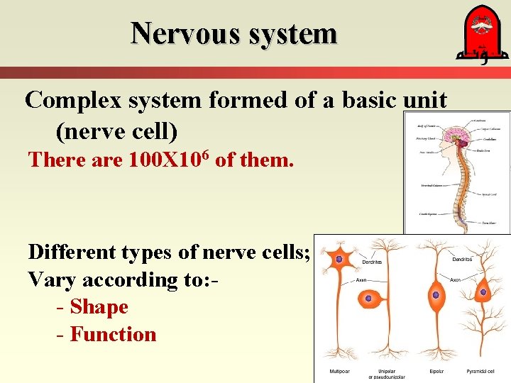 Nervous system Complex system formed of a basic unit (nerve cell) There are 100