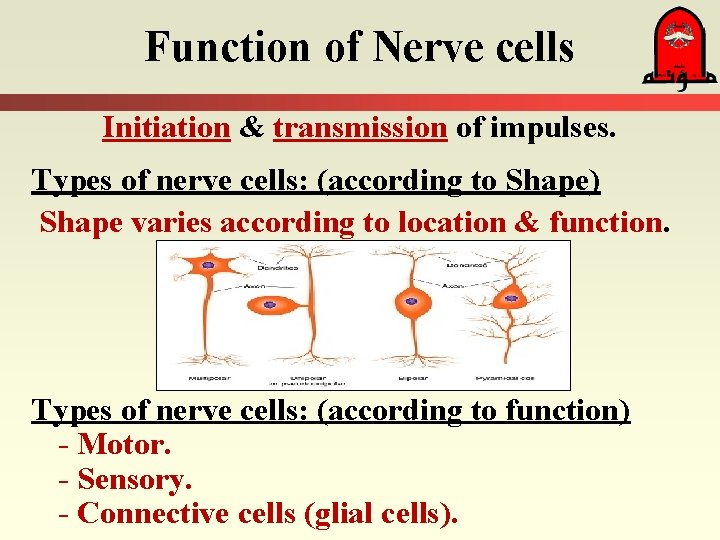 Function of Nerve cells Initiation & transmission of impulses. Types of nerve cells: (according