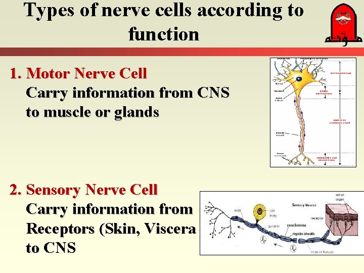 Types of nerve cells according to function 1. Motor Nerve Cell Carry information from