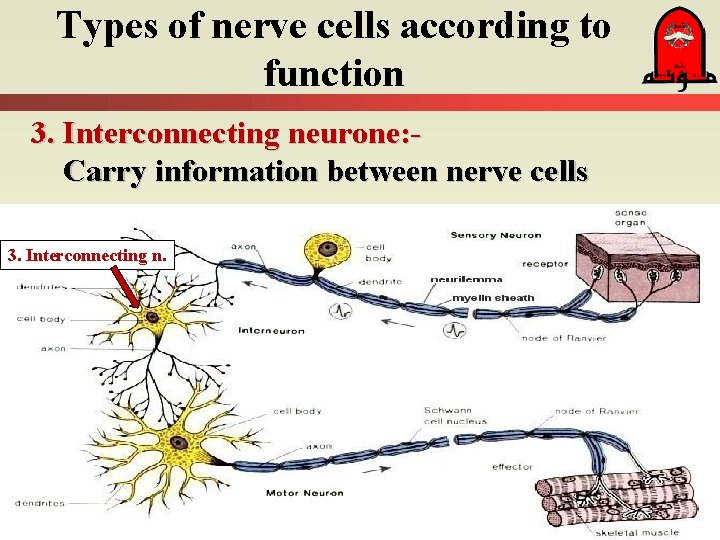Types of nerve cells according to function 3. Interconnecting neurone: Carry information between nerve