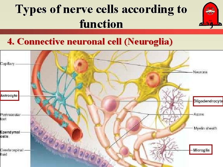 Types of nerve cells according to function 4. Connective neuronal cell (Neuroglia) 