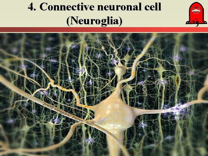 4. Connective neuronal cell (Neuroglia) § 