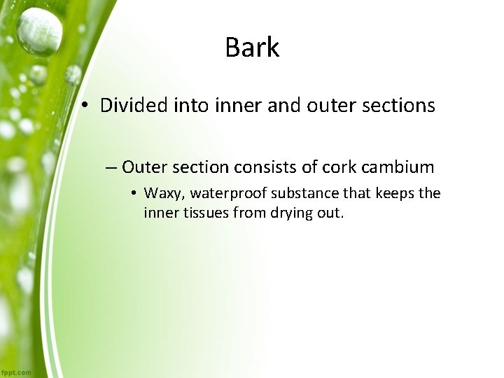 Bark • Divided into inner and outer sections – Outer section consists of cork