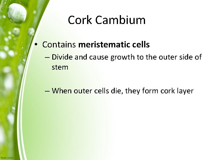 Cork Cambium • Contains meristematic cells – Divide and cause growth to the outer