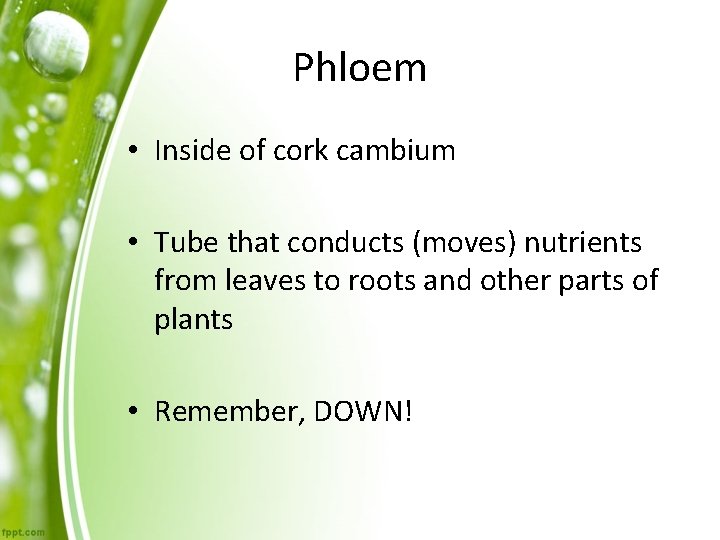 Phloem • Inside of cork cambium • Tube that conducts (moves) nutrients from leaves