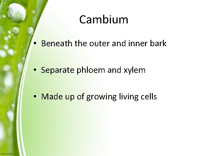 Cambium • Beneath the outer and inner bark • Separate phloem and xylem •