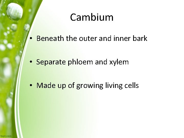 Cambium • Beneath the outer and inner bark • Separate phloem and xylem •