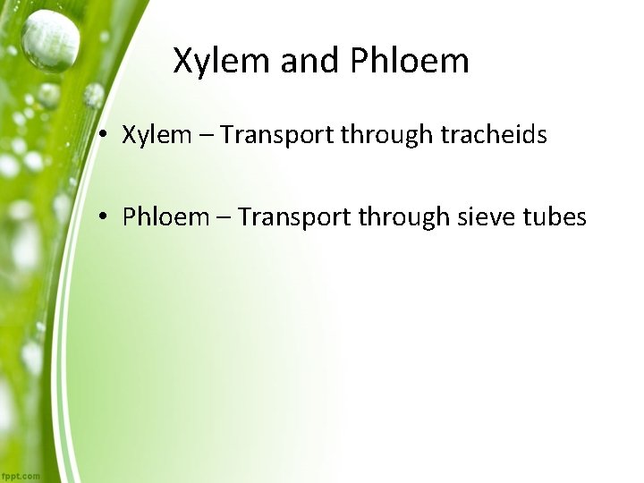Xylem and Phloem • Xylem – Transport through tracheids • Phloem – Transport through
