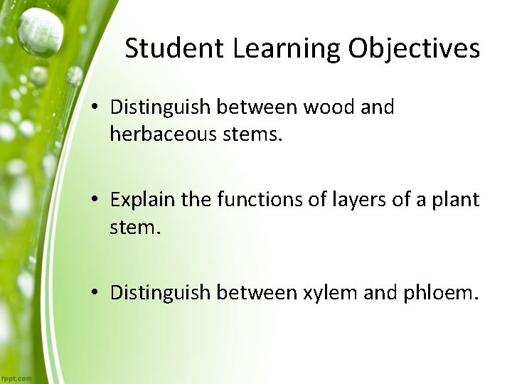 Student Learning Objectives • Distinguish between wood and herbaceous stems. • Explain the functions