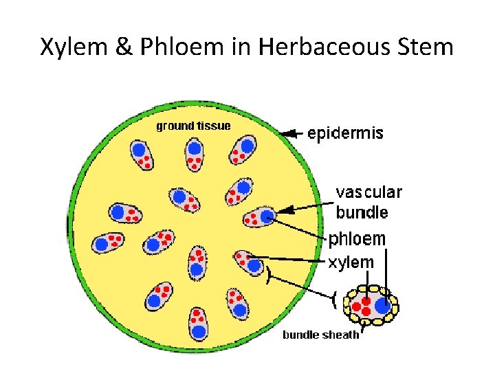 Xylem & Phloem in Herbaceous Stem 