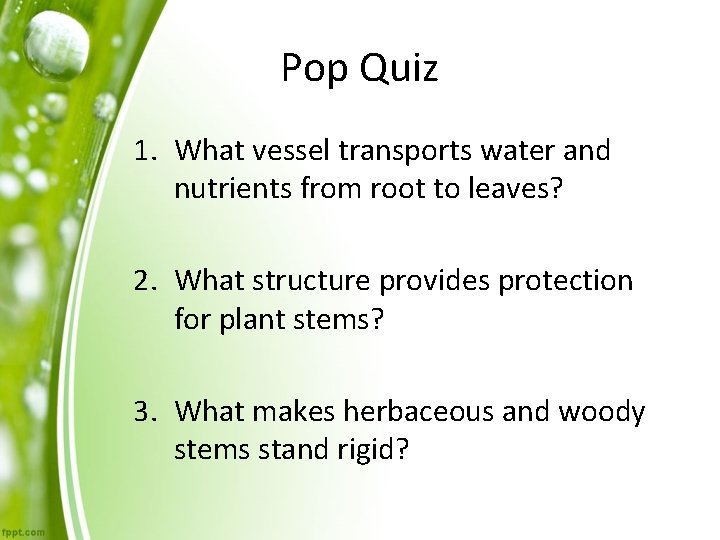 Pop Quiz 1. What vessel transports water and nutrients from root to leaves? 2.