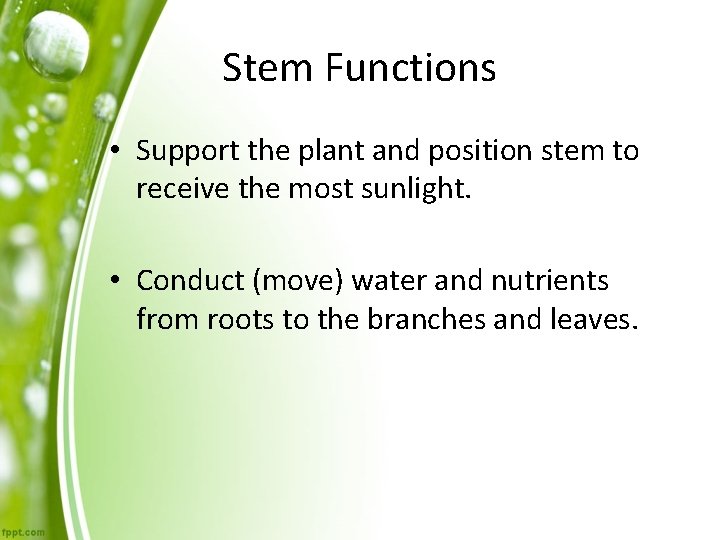 Stem Functions • Support the plant and position stem to receive the most sunlight.