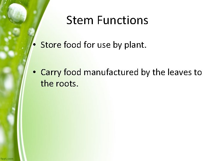 Stem Functions • Store food for use by plant. • Carry food manufactured by