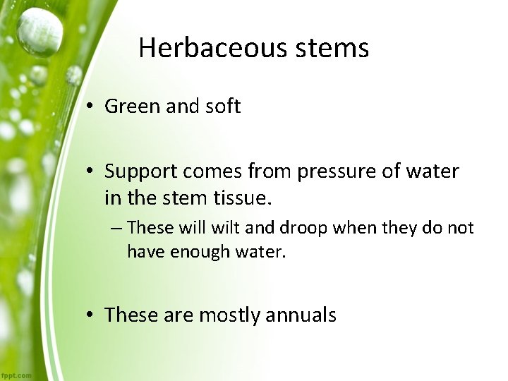 Herbaceous stems • Green and soft • Support comes from pressure of water in