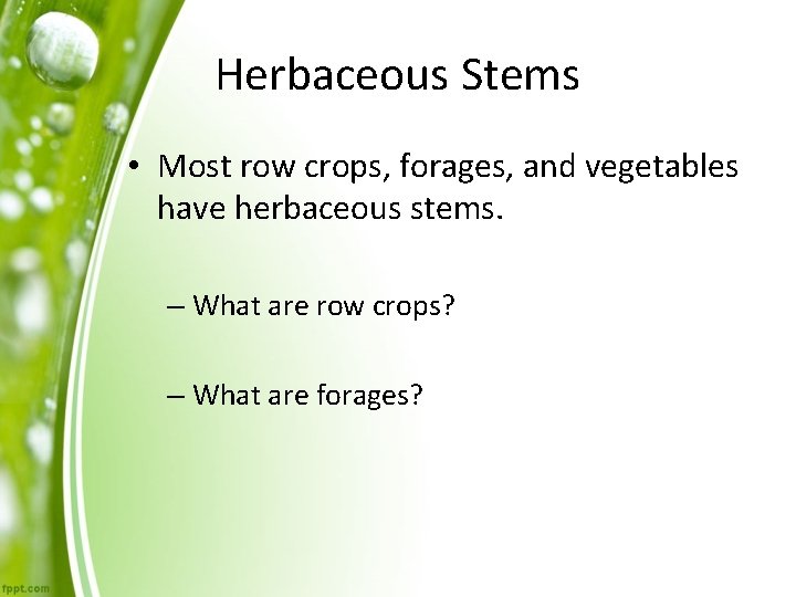 Herbaceous Stems • Most row crops, forages, and vegetables have herbaceous stems. – What