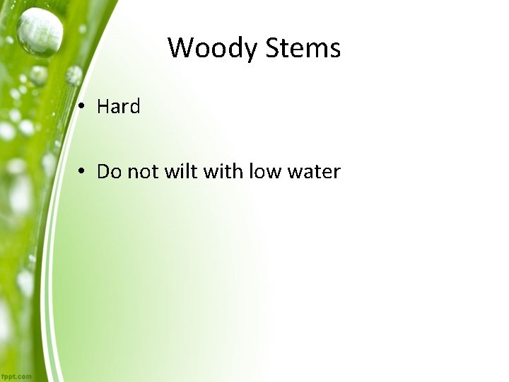 Woody Stems • Hard • Do not wilt with low water 