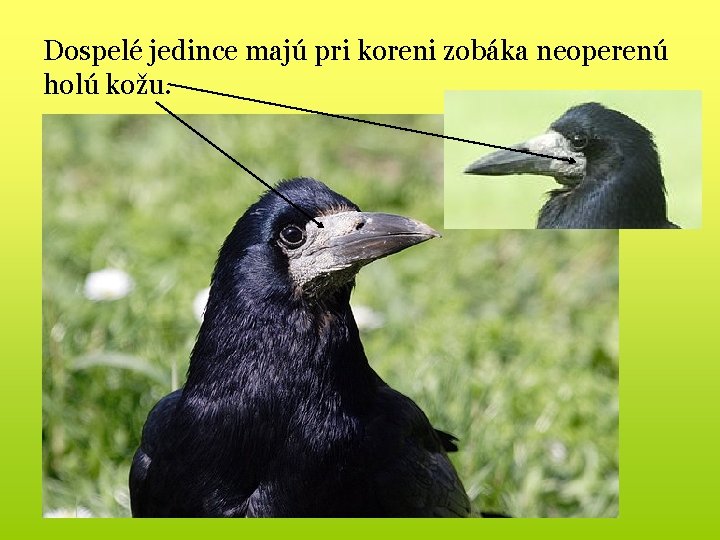 Dospelé jedince majú pri koreni zobáka neoperenú holú kožu. 