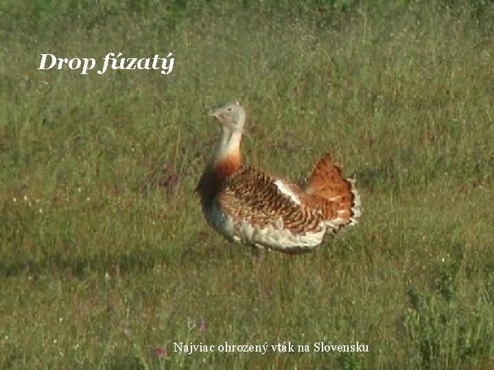 Drop fúzatý Najviac ohrozený vták na Slovensku 