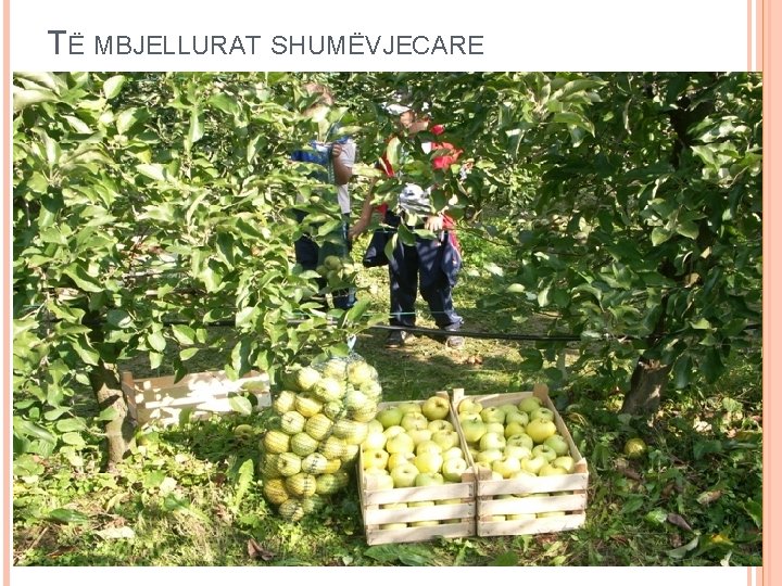 TË MBJELLURAT SHUMËVJECARE 