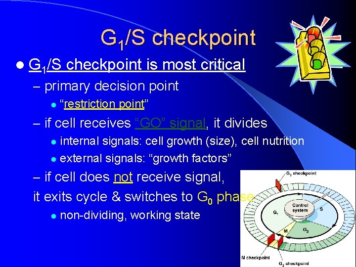 G 1/S checkpoint l G 1/S checkpoint is most critical – primary decision point