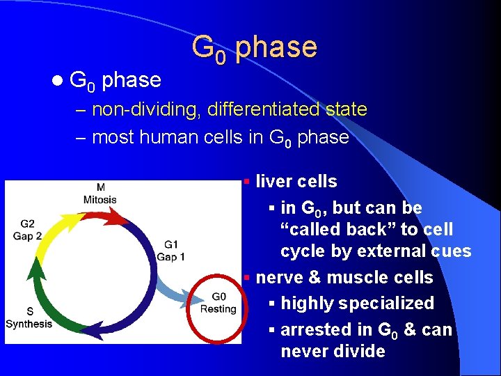 l G 0 phase – non-dividing, differentiated state – most human cells in G