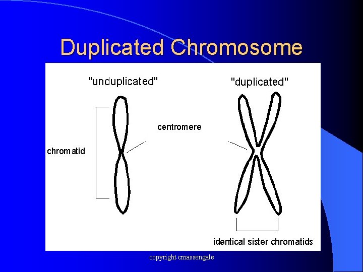 Duplicated Chromosome copyright cmassengale 