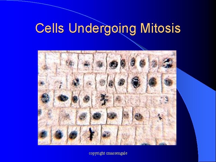 Cells Undergoing Mitosis copyright cmassengale 