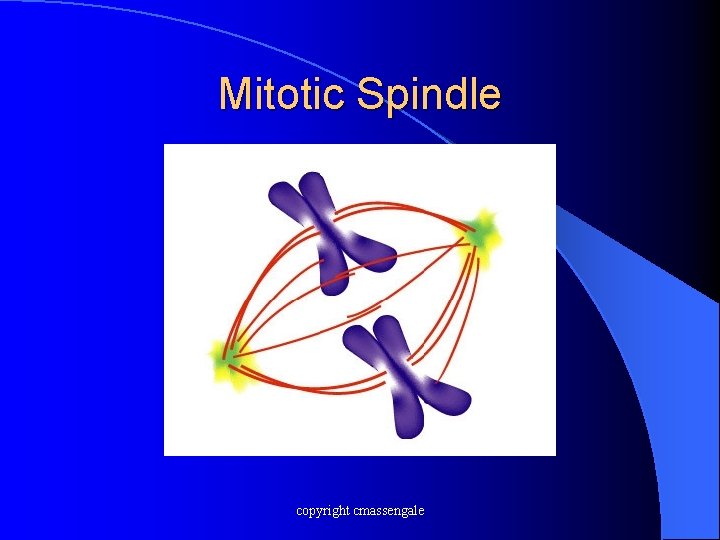 Mitotic Spindle copyright cmassengale 