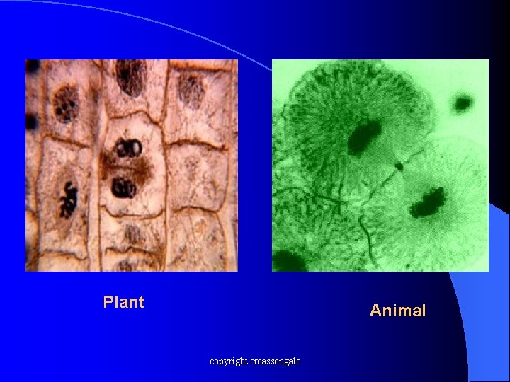 Plant Animal copyright cmassengale 