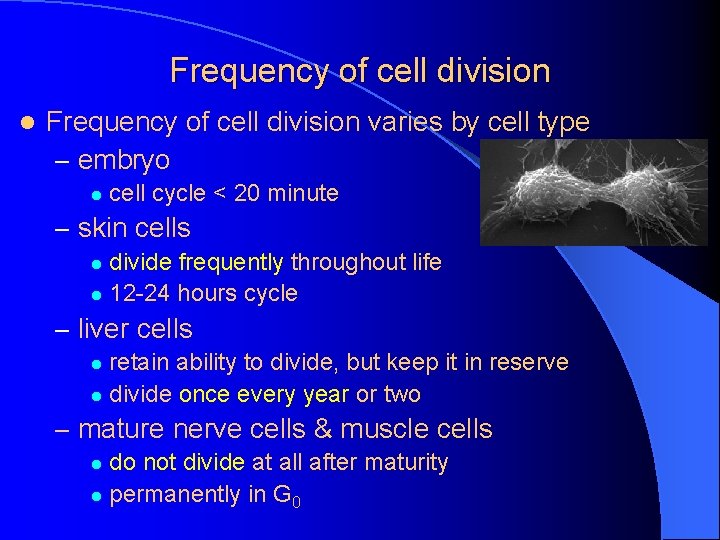 Frequency of cell division l Frequency of cell division varies by cell type –