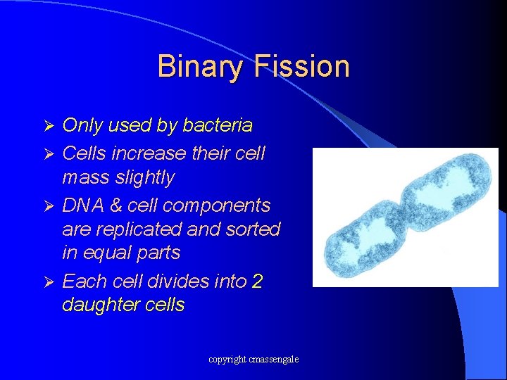 Binary Fission Only used by bacteria Ø Cells increase their cell mass slightly Ø