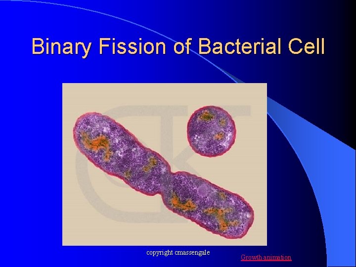 Binary Fission of Bacterial Cell copyright cmassengale Growth animation 