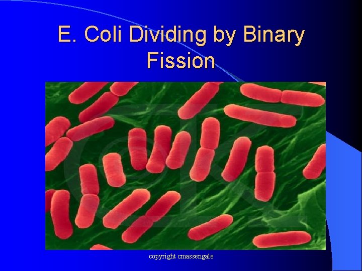E. Coli Dividing by Binary Fission copyright cmassengale 