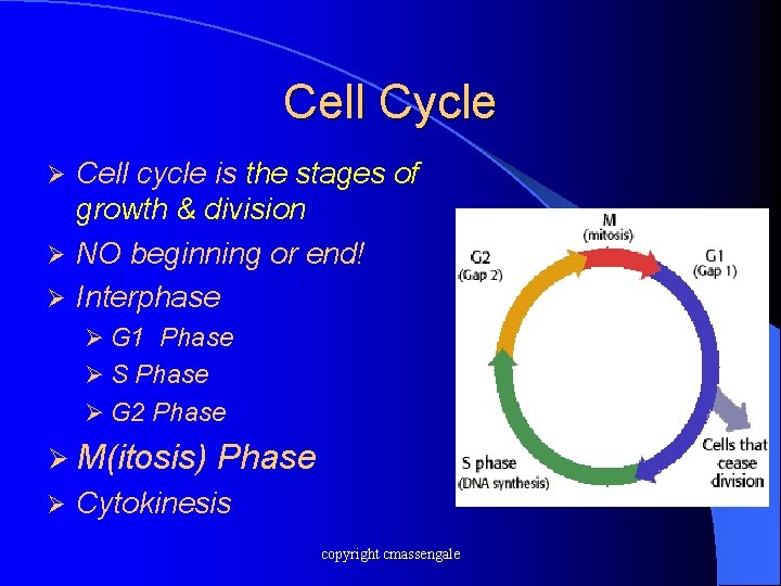 Cell Cycle Cell cycle is the stages of growth & division Ø NO beginning