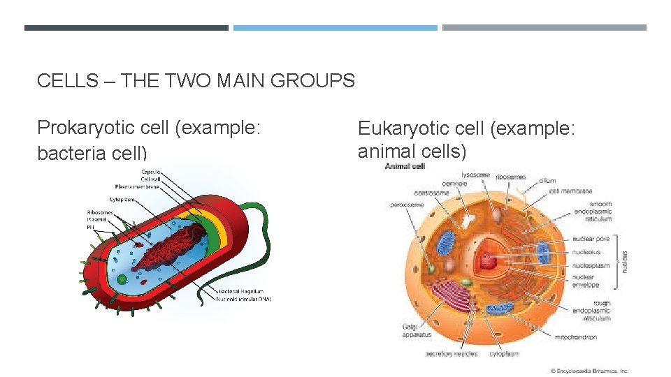 CELLS – THE TWO MAIN GROUPS Prokaryotic cell (example: bacteria cell) Eukaryotic cell (example: