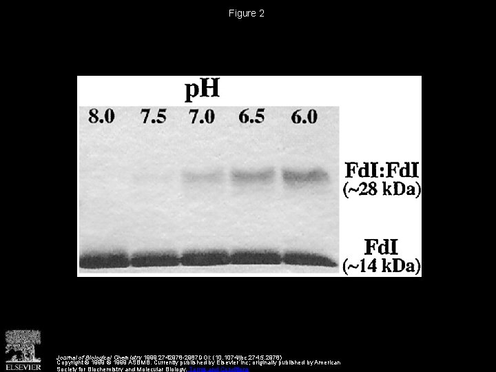 Complex Formation between Azotobacter vinelandii Ferredoxin I and