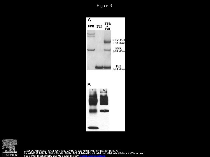Complex Formation between Azotobacter vinelandii Ferredoxin I and