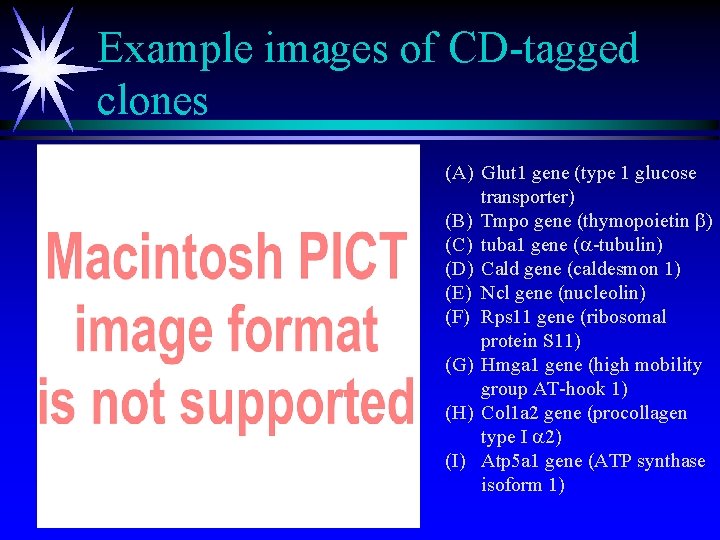 Example images of CD-tagged clones (A) Glut 1 gene (type 1 glucose transporter) (B)