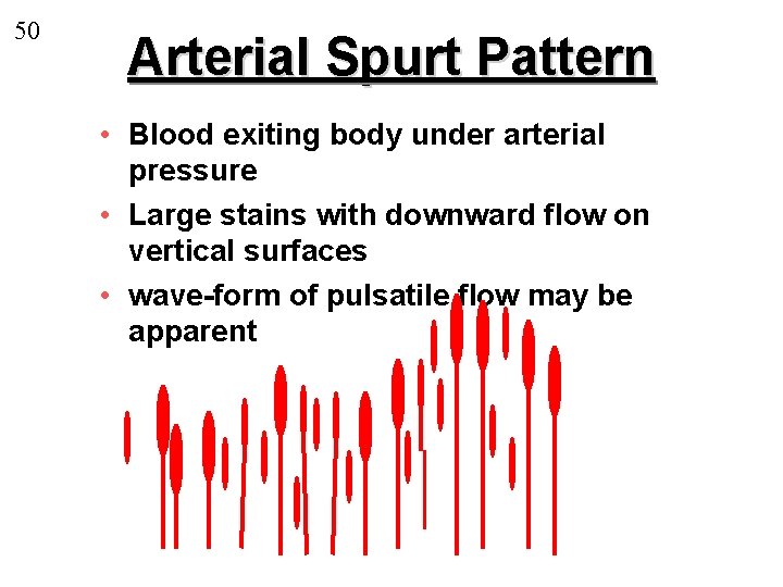 50 Arterial Spurt Pattern • Blood exiting body under arterial pressure • Large stains