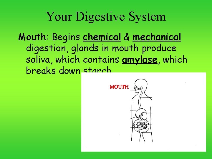 Your Digestive System Mouth: Begins chemical & mechanical digestion, glands in mouth produce saliva,