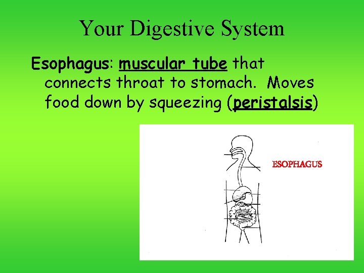 Your Digestive System Esophagus: muscular tube that connects throat to stomach. Moves food down