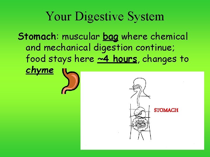 Your Digestive System Stomach: muscular bag where chemical and mechanical digestion continue; food stays