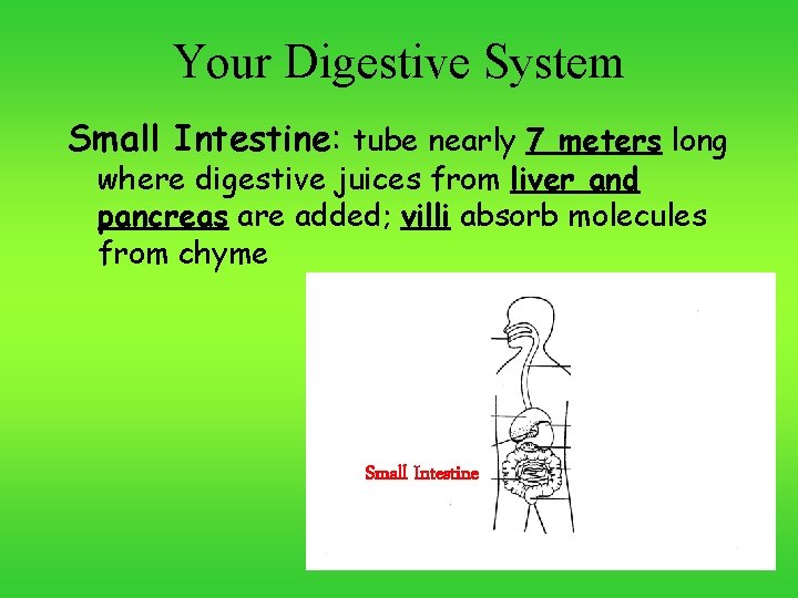Your Digestive System Small Intestine: tube nearly 7 meters long where digestive juices from