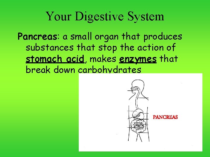 Your Digestive System Pancreas: a small organ that produces substances that stop the action