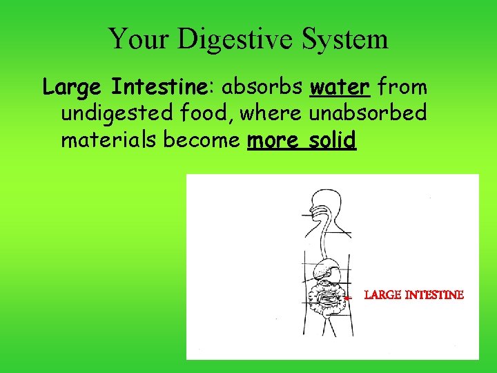 Your Digestive System Large Intestine: absorbs water from undigested food, where unabsorbed materials become