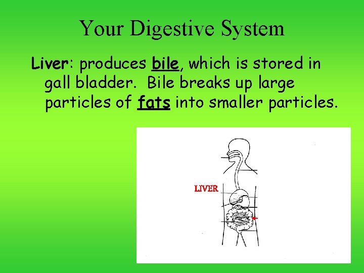 Your Digestive System Liver: produces bile, which is stored in gall bladder. Bile breaks