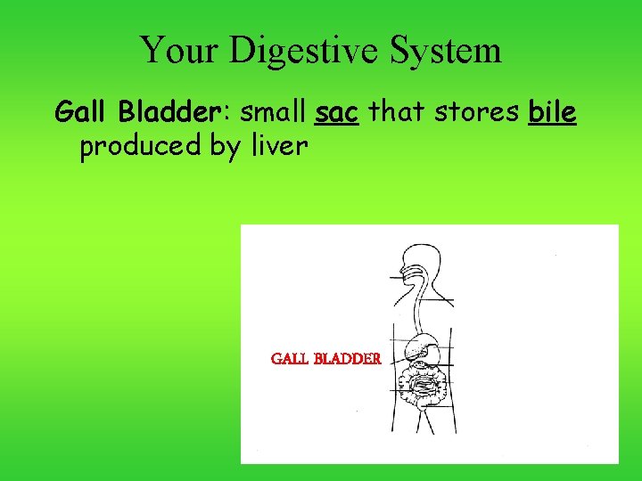 Your Digestive System Gall Bladder: small sac that stores bile produced by liver GALL