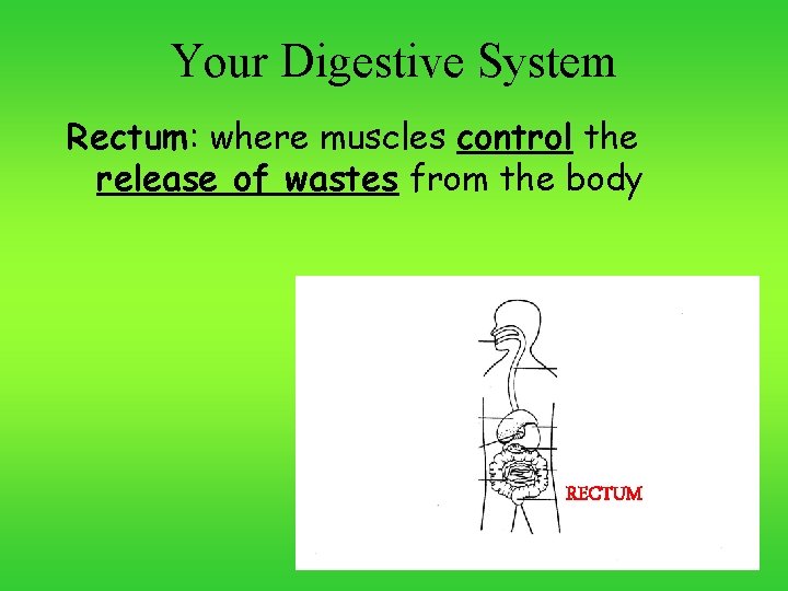 Your Digestive System Rectum: where muscles control the release of wastes from the body
