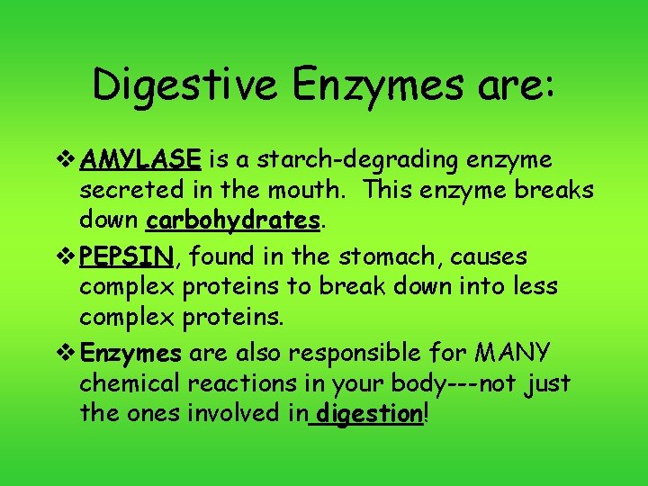 Digestive Enzymes are: v AMYLASE is a starch-degrading enzyme secreted in the mouth. This