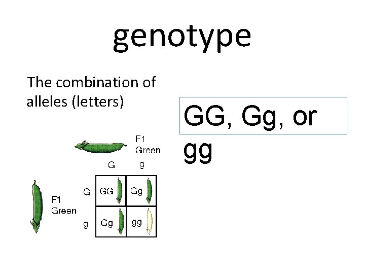 genotype The combination of alleles (letters) GG, Gg, or gg 